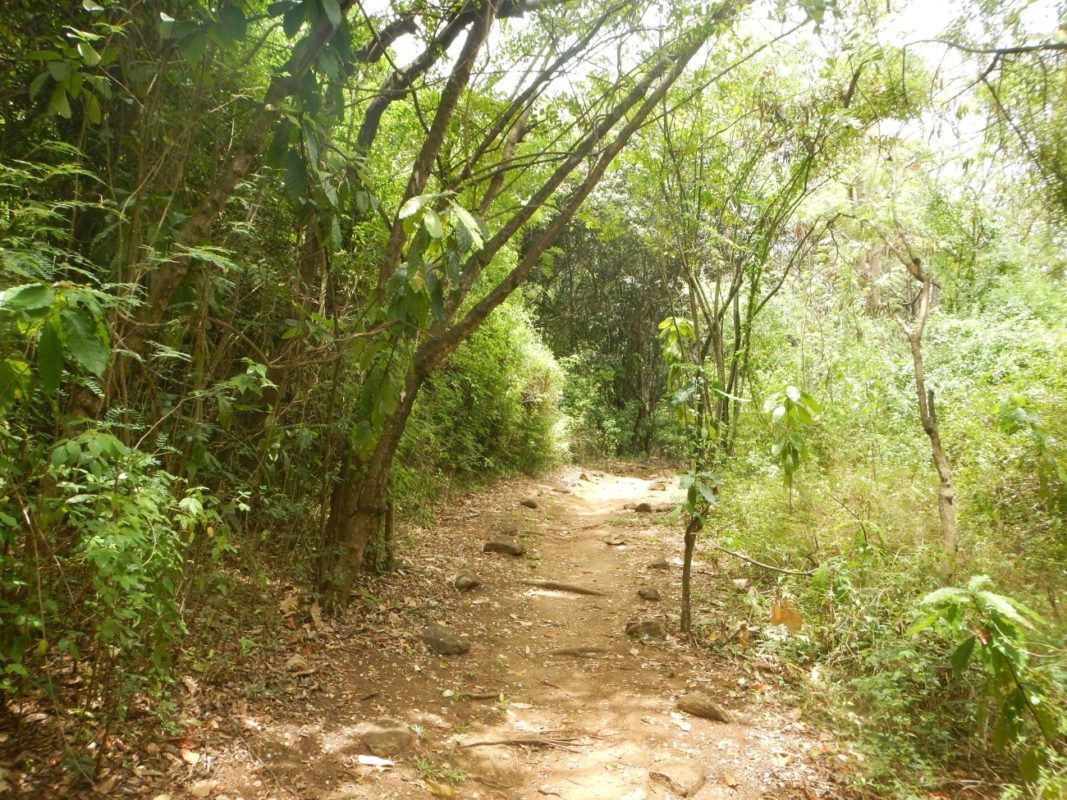 trilha de terra e muito verde pura vida