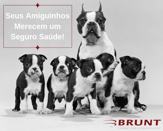 Health4petAmiguinhos - O Melhor Plano De Saúde Animal Para Seu Peludo