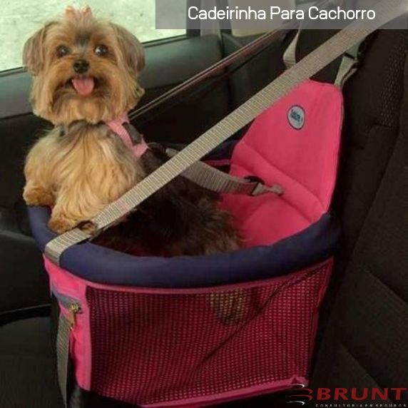 cadeirinhapara pet - Transporte de Cachorro em Carros - Pode Gerar Multa